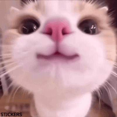 Cat With Pink Nose Looking At Camera GIF