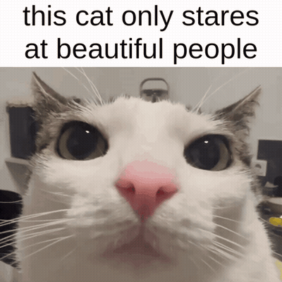 Cat With Pink Nose Stares At Beautiful People GIF