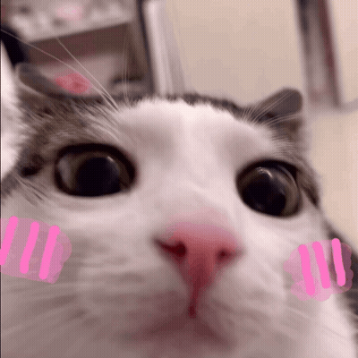 Cat With Pink Sticker On Face GIF