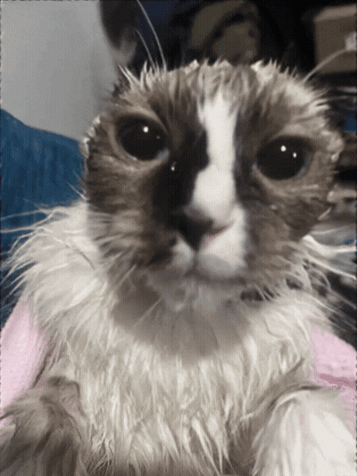 Cat With Pink Towel On Head GIF