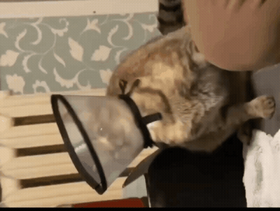 Cat With Plastic Cone Being Petted GIF