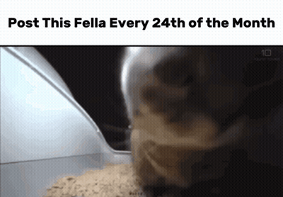 Cat With Post This Fella Text GIF
