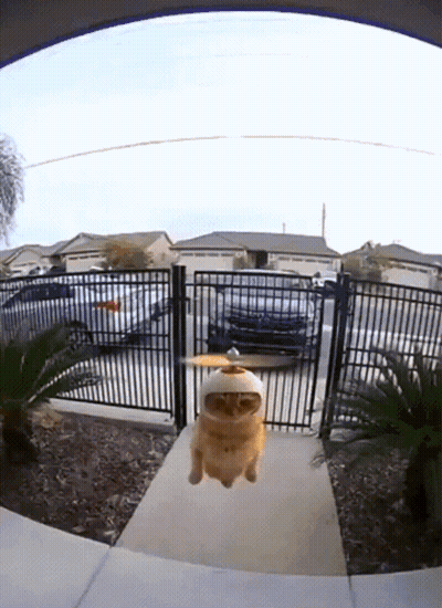 Cat With Propeller Hat Flying GIF