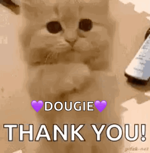 Cat With Purple Heart Dougie Thank You GIF