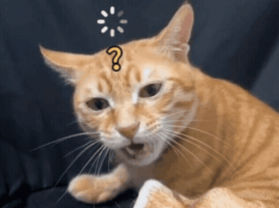 Cat With Question Mark GIF