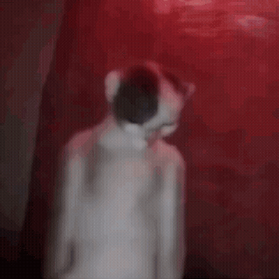 Cat With Red Nose In Front Of Red Background GIF