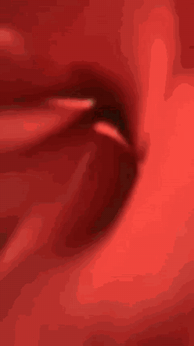 Cat With Red Rose On Head GIF