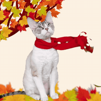 Cat With Red Scarf GIF