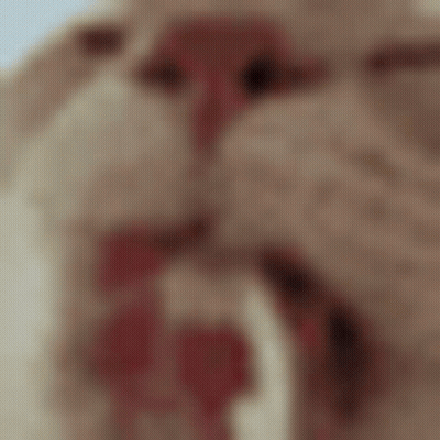 Cat With Red Tongue Sticking Out GIF
