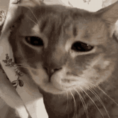 Cat With Sad Look GIF