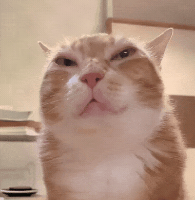 Cat With Serious Look GIF