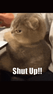 Cat With Shut Up Text GIF
