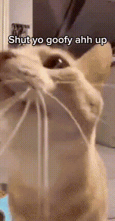 Cat With Shut Up Text GIF