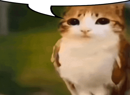 Cat With Speech Bubble GIF