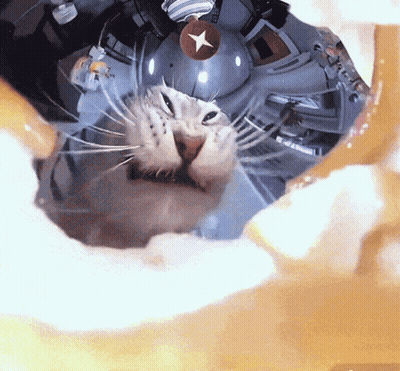 Cat With Star On Nose GIF