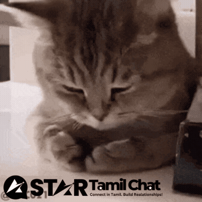 Cat With Star Tamil Chat Logo GIF