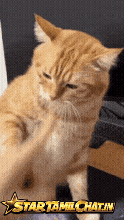 Cat With Star TamilChat.in Logo GIF