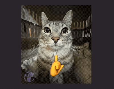Cat With Sticker Agenie R GIF