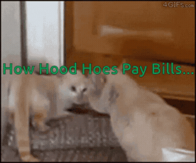 Cat With Text How Hood Hoes Pay Bills GIF