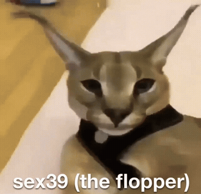 Cat With Text Sex39 The Flopper GIF
