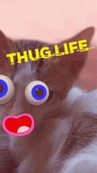 Cat With Thug Life Emojis GIF