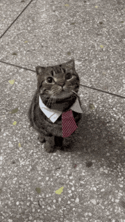 Cat With Tie And Collar Sitting GIF