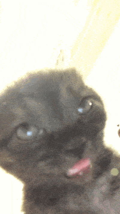 Cat With Tongue Hanging Out GIF