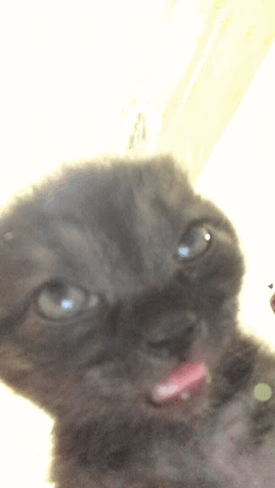 Cat With Tongue Hanging Out GIF