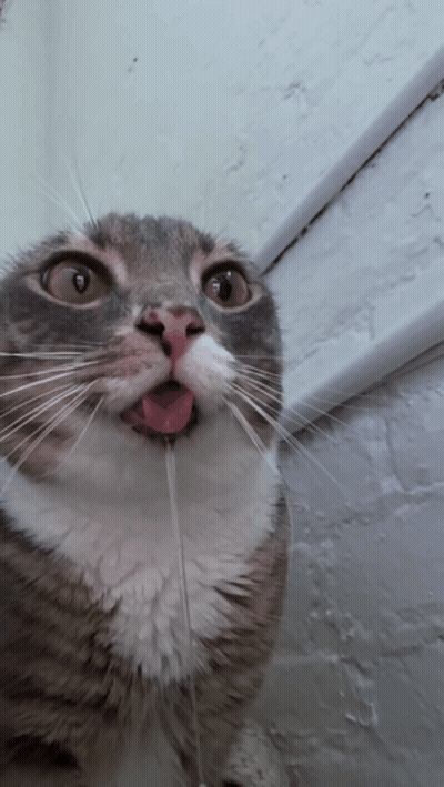 Cat With Tongue Hanging Out GIF