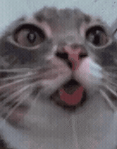 Cat With Tongue Out GIF
