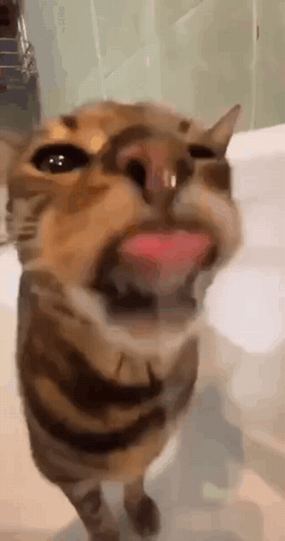 Cat With Tongue Out Close Up GIF
