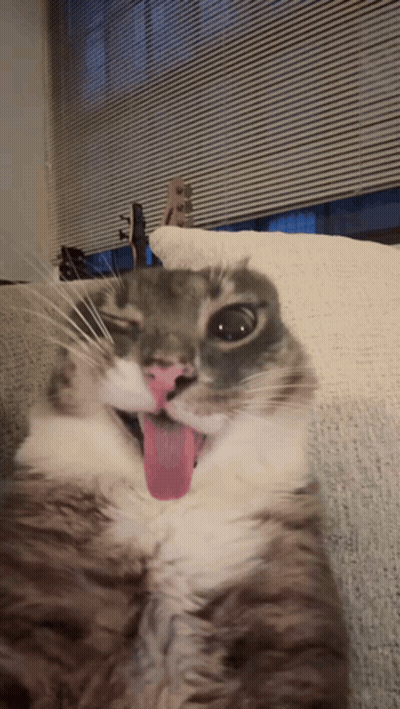 Cat With Tongue Out Lying On Couch GIF