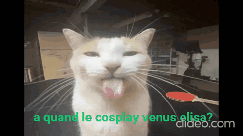 Cat With Tongue Out Quand Le Cosplay Venus Elisa GIF