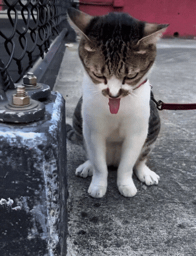 Cat With Tongue Out Sitting