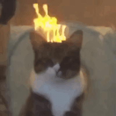 Cat With Torch On Head GIF