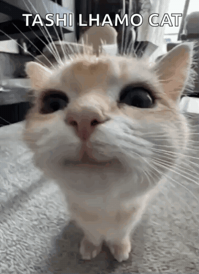 Cat With Toshi Lhamo Cat GIF