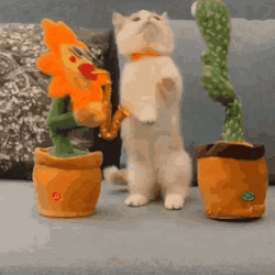 Cat With Toy Plants Dance