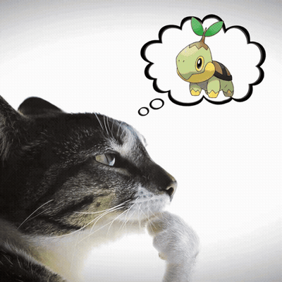Cat With Turtle Thought Bubble GIF