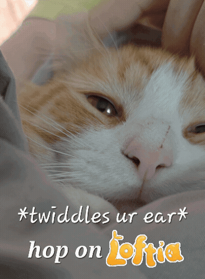 Cat With * Twiddles Ur Ear * Hop On Loftia