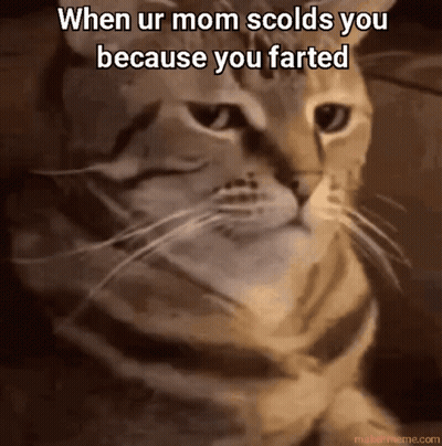 Cat With When Mom Scolds You Because You Farted GIF