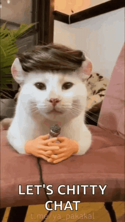 Cat With Wig Holding Microphone Saying Let's Chitty Chat GIF