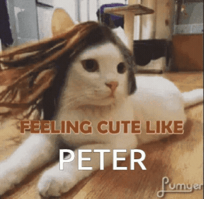 Cat With Wig Laying on Floor