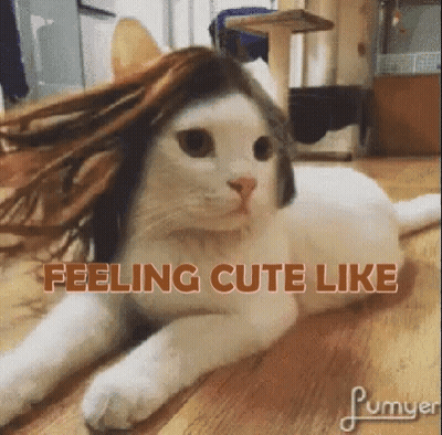 Cat With Wig Laying on Floor Saying Feeling Cute