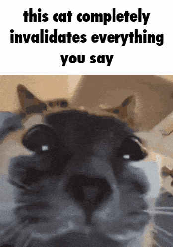 Cat With Words This Cat Invalidates Everything GIF