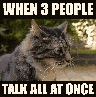 Cat With Words When 3 People Talk All At Once GIF