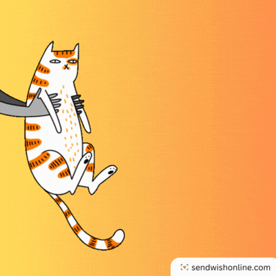 Cat With Wow This Is Bo GIF