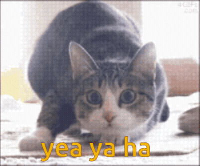 Cat With Yea Yaha Written In Yellow GIF