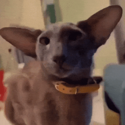 Cat With Yellow Collar Looking At Camera GIF