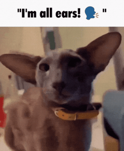 Cat With Yellow Collar Saying I'm All Ears GIF