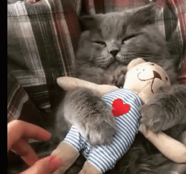 Cat Woken Up Hugging Teddy Bear Toy Funny Hug GIF